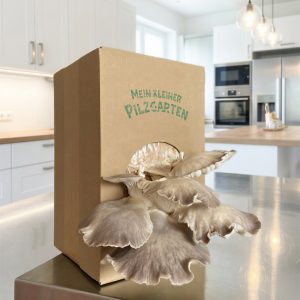 Pilzbox Bio-Phoenixseitling